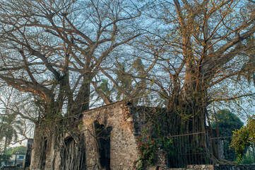la antigua, casa de hernan, finca, hernan cortes, ramas, arboles, raices, veracruz, amate, chicontepec, portal