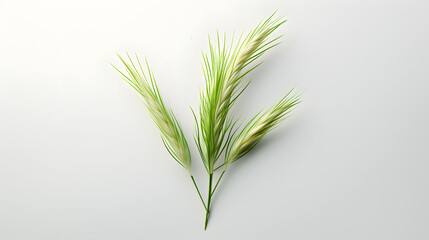 Fototapeta na wymiar Faded grass dry icon 3d