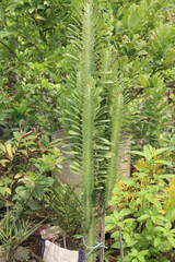 Euphorbia trigona plant on farm