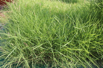 Limpo grass plant on farm