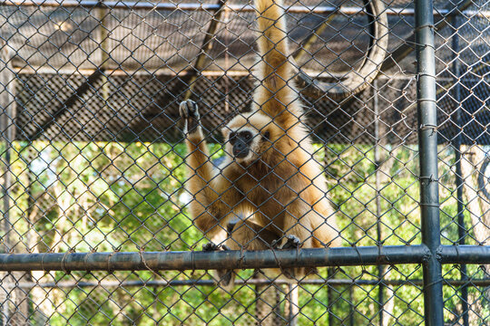 Gibbons locked in a cage at the zoo