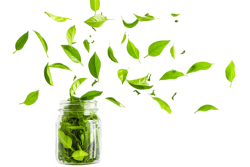 Green tea leaves floating in the air isolated on a transparent background