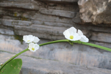 Echinodorus palifolius flower plant on farm