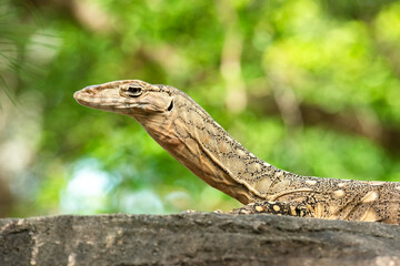 The perentie is a species of monitor lizard. It is one of the largest living lizards on earth, after the Komodo dragon, Asian water monitor, and the Crocodile monitor.