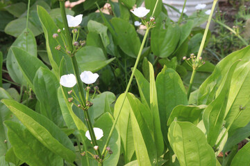 Echinodorus palifolius flower plant on farm