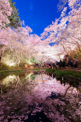 日本の長野県伊那市にある高遠城址公園の桜のライトアップ。高遠の桜。日本三大桜の観光名所。