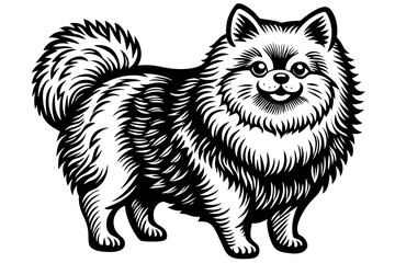 standing-fluffy-Pomeranian--vintage vector illustration