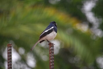 A bird standing on a metal pos