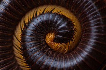 Archispirostreptus Gigas, Big Millipede From Borneo Island