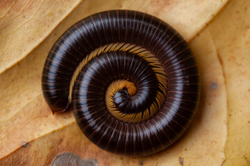 Archispirostreptus Gigas, Big Millipede From Borneo Island