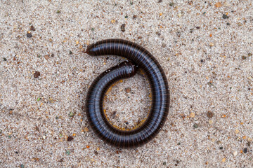Archispirostreptus Gigas, Big Millipede From Borneo Island