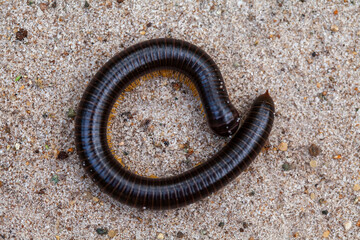 Archispirostreptus Gigas, Big Millipede From Borneo Island