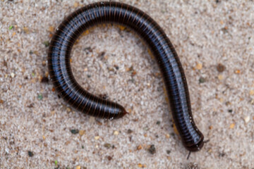 Archispirostreptus Gigas, Big Millipede From Borneo Island