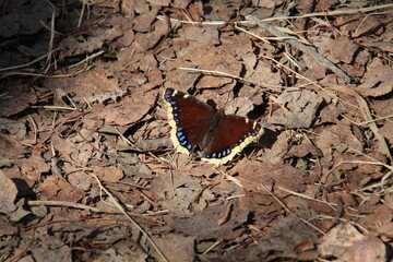 Butterfly On The Ground, Pylypow Wetlands, Edmonton, Alberta