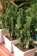 Euphorbia tithymaloides smallii plant of farm