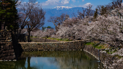 Fototapeta na wymiar 満開の桜と青空　松本城　外堀