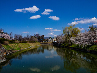Fototapeta na wymiar 満開の桜と青空　松本城　外堀