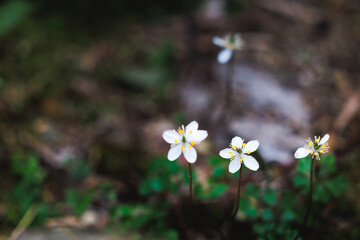 春の息吹を感じる白い花