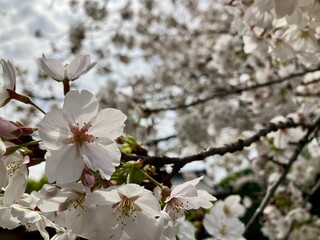 桜のある日本の美しい風景