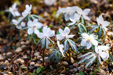 自然の小石の上に咲く白い野生の花