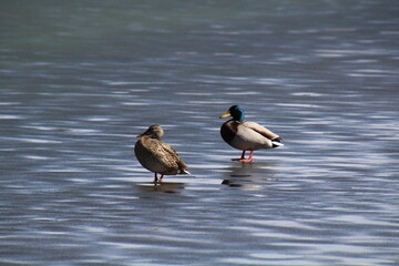 Mallards On The Ice, Pylypow Wetlands, Edmonton, Alberta