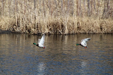 Ducks In Flight, Pylypow Wetlands, Edmonton, Alberta