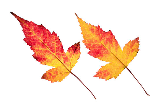 Two brightly colored autumn leaves with many shades of yellow, orange and red.  The image is backlit to highlight the leaf detail. The background is transparent.
