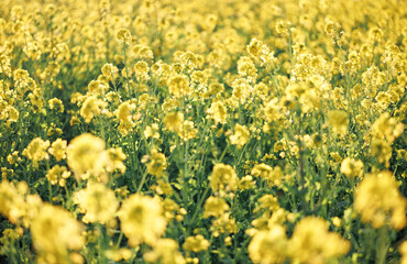 日差しを浴びる黄色い菜の花畑