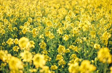 日差しを浴びる黄色い菜の花畑