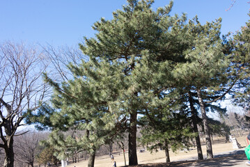 Sunny sky forest tree landscape