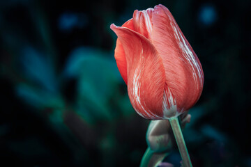 tulip flower