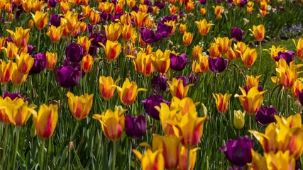 Fotobehang field of tulips © Darryl