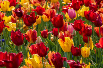 red and yellow tulips
