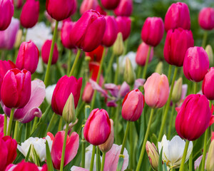 red tulips in the garden