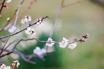 春の訪れを告げる梅の花
