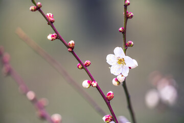 春の訪れを告げる梅の花