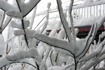 Snow on tree in the winter