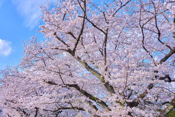 満開の桜の花を見上げる