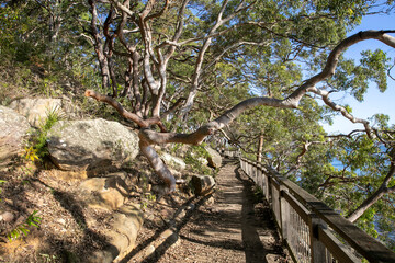 Manly to Bondi Walking Track Sydney © Martin Berry