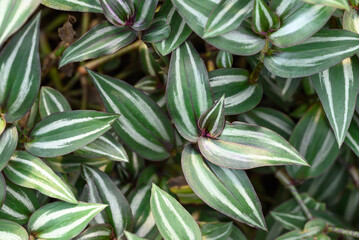 Inchplant or Wandering Jew plant, Nature leaves background in ornamental garden