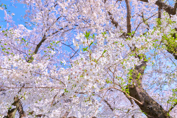 Fototapeta premium 満開の桜の花を見上げる
