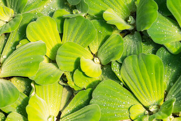 Green Pistia stratiotes aquatic plant floating, Water plant leaves nature background