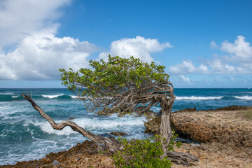 Aruba icon - Lone Divi Divi Tree