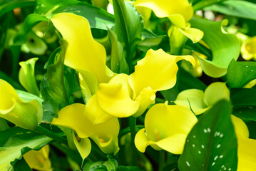 Yellow calla lily blossom in ornamental garden, Nature background