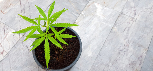 Top view or Flat lay of Marijuana, hash or cannabis in flowerpot on white marble background with copy space on left. Growing plant, Herb, Drug and Narcotic concept. © Nattasak