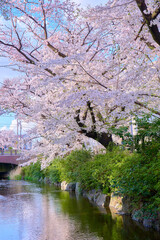 満開の桜の花を見上げる