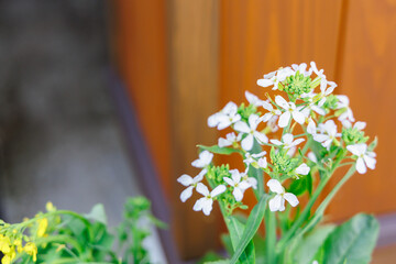春光に照らされる白い菜の花