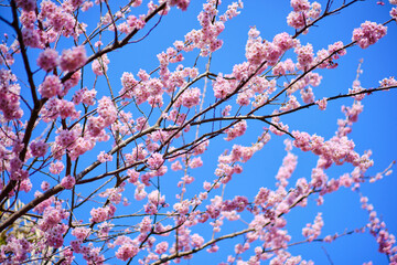 many pink sakura cherry blossom flowers bloom in spring in Japan with blurred background