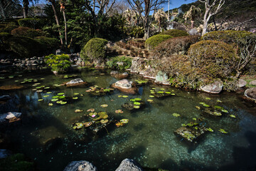 small pound with small lotus in somewhere with many plants surround