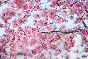 many pink sakura cherry blossom flowers bloom in spring in Japan with blurred background